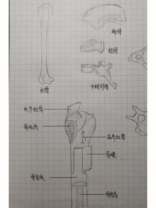 按外形结构划分