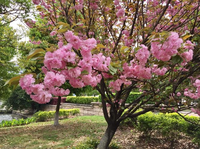 日本樱花VPS的缺点