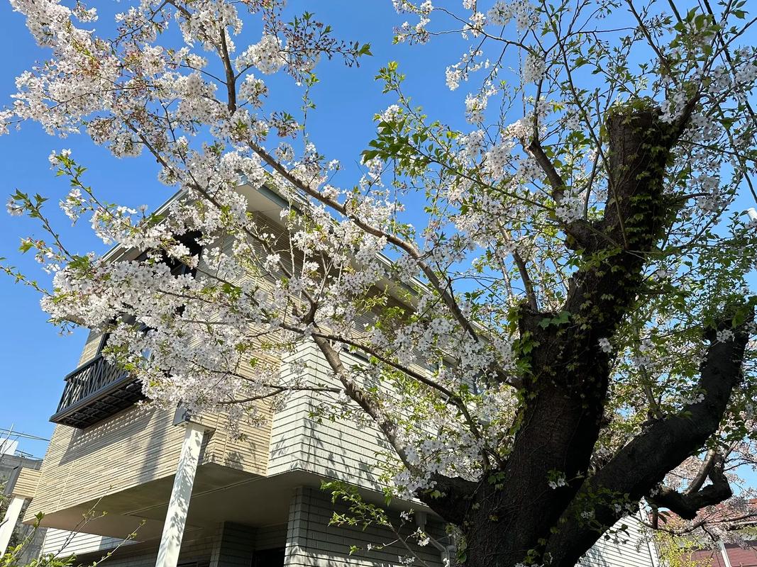 丰富的樱花资源：日本最大的樱花服务器汇聚了海量的樱花相关信息，从樱花的种类、生长习性，到各地的樱花园介绍、赏樱活动安排，应有尽有，无论是专业的园艺师，还是普通的赏花人，都能在这里找到自己感兴趣的内容。