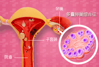 爬虫服务器动态更换 IP 以及创建动态 EIPPool 是一个复杂但又至关重要的技术领域，只有掌握了这一技术，才能让爬虫程序在网络世界中更加高效、稳定地运行，为我们获取有价值的信息提供有力的保障。